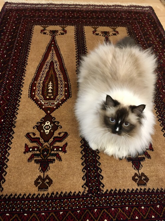 ギャッベ　猫ちゃん ギャッベ猫ちゃん